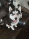 Siberian Husky Puppies for sale in Haines City, FL 33844, USA. price: NA