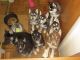 Siberian Husky Puppies for sale in Pittsburgh, PA, USA. price: $500