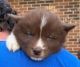 Siberian Husky Puppies for sale in Denver, NC, USA. price: $700