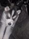 Siberian Husky Puppies for sale in St Paul, MN, USA. price: $5,000