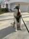 Siberian Husky Puppies for sale in Tarpon Springs, FL, USA. price: $1,500