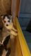 Siberian Husky Puppies for sale in Sacramento County, CA, USA. price: NA