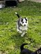 Siberian Husky Puppies for sale in Keene, TX, USA. price: $500