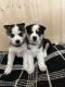 Siberian Husky Puppies for sale in Blairstown, NJ, USA. price: $800