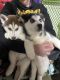 Siberian Husky Puppies for sale in Greenfield, IA 50849, USA. price: NA