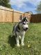 Siberian Husky Puppies for sale in Hutto, TX 78634, USA. price: $900