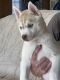 Siberian Husky Puppies for sale in Paris, TX, USA. price: $850