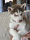 Siberian Husky Puppies for sale in Paris, TX, USA. price: NA