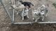 Siberian Husky Puppies for sale in Emmett, ID 83617, USA. price: $500
