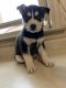Siberian Husky Puppies for sale in Wayne, MI 48184, USA. price: NA