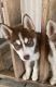 Siberian Husky Puppies for sale in 1901 Cullen Blvd, Houston, TX 77023, USA. price: NA