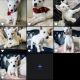 Siberian Husky Puppies for sale in Saginaw, TX 76131, USA. price: $600