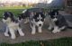 Siberian Husky Puppies for sale in Jonesborough, TN 37659, USA. price: $800