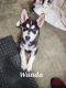 Siberian Husky Puppies for sale in Moreno Valley, CA, USA. price: $150