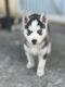 Siberian Husky Puppies for sale in Mims, FL, USA. price: NA