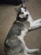 Siberian Husky Puppies for sale in Rochester, NY, USA. price: $1