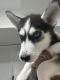 Siberian Husky Puppies for sale in Chicago, IL 60617, USA. price: $850