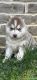 Siberian Husky Puppies for sale in Tupelo, MS, USA. price: $500