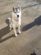 Siberian Husky Puppies for sale in Troy, MO, USA. price: $900