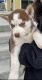 Siberian Husky Puppies for sale in San Diego, CA, USA. price: $650