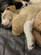 Siberian Husky Puppies for sale in Herndon, VA 20170, USA. price: NA