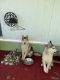 Siberian Husky Puppies for sale in El Monte, CA, USA. price: $200