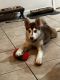 Siberian Husky Puppies for sale in Orlando, FL, USA. price: $1,500
