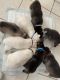 Siberian Husky Puppies for sale in 1103 Choctaw St, Jupiter, FL 33458, USA. price: $1,200