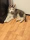 Siberian Husky Puppies for sale in Castle Rock, WA 98611, USA. price: NA