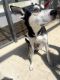 Siberian Husky Puppies for sale in Clermont, FL 34714, USA. price: $350