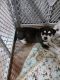 Siberian Husky Puppies for sale in Titusville, FL, USA. price: $500