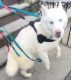 Siberian Husky Puppies for sale in Brooklyn, NY, USA. price: $500