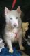 Siberian Husky Puppies for sale in Brooklyn, NY, USA. price: $700