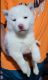Siberian Husky Puppies for sale in Brooklyn, NY, USA. price: $1,500