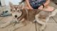 Siberian Husky Puppies for sale in Blackbeard Dr, Corpus Christi, TX 78418, USA. price: NA