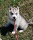 Siberian Husky Puppies for sale in Alvin, TX, USA. price: $500