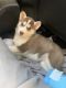 Siberian Husky Puppies for sale in San Jose, CA 95126, USA. price: NA