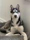 Siberian Husky Puppies for sale in Inwood, NY 11096, USA. price: NA