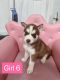 Siberian Husky Puppies for sale in Homestead, FL 33033, USA. price: $600