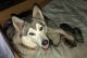 Siberian Husky Puppies for sale in Alturas, CA 96101, USA. price: NA