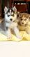 Siberian Husky Puppies for sale in Fort Worth, TX, USA. price: $630