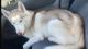 Siberian Husky Puppies for sale in Valley Village, Los Angeles, CA, USA. price: NA
