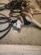Siberian Husky Puppies for sale in Marysville, WA, USA. price: $400
