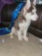 Siberian Husky Puppies for sale in New Whiteland, IN 46184, USA. price: NA
