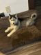 Siberian Husky Puppies for sale in Maple Heights, OH, USA. price: $300
