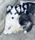 Siberian Husky Puppies for sale in Lakeland, FL, USA. price: $600