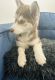 Siberian Husky Puppies for sale in Chicago, IL 60617, USA. price: $400