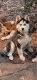 Siberian Husky Puppies for sale in Easley, SC, USA. price: $400