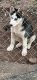 Siberian Husky Puppies for sale in Easley, SC, USA. price: NA