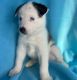 Siberian Husky Puppies for sale in Orlando, FL, USA. price: $2,000